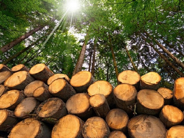 Imagem da matéria 'A dificuldade brasileira em preservar os seus biomas'